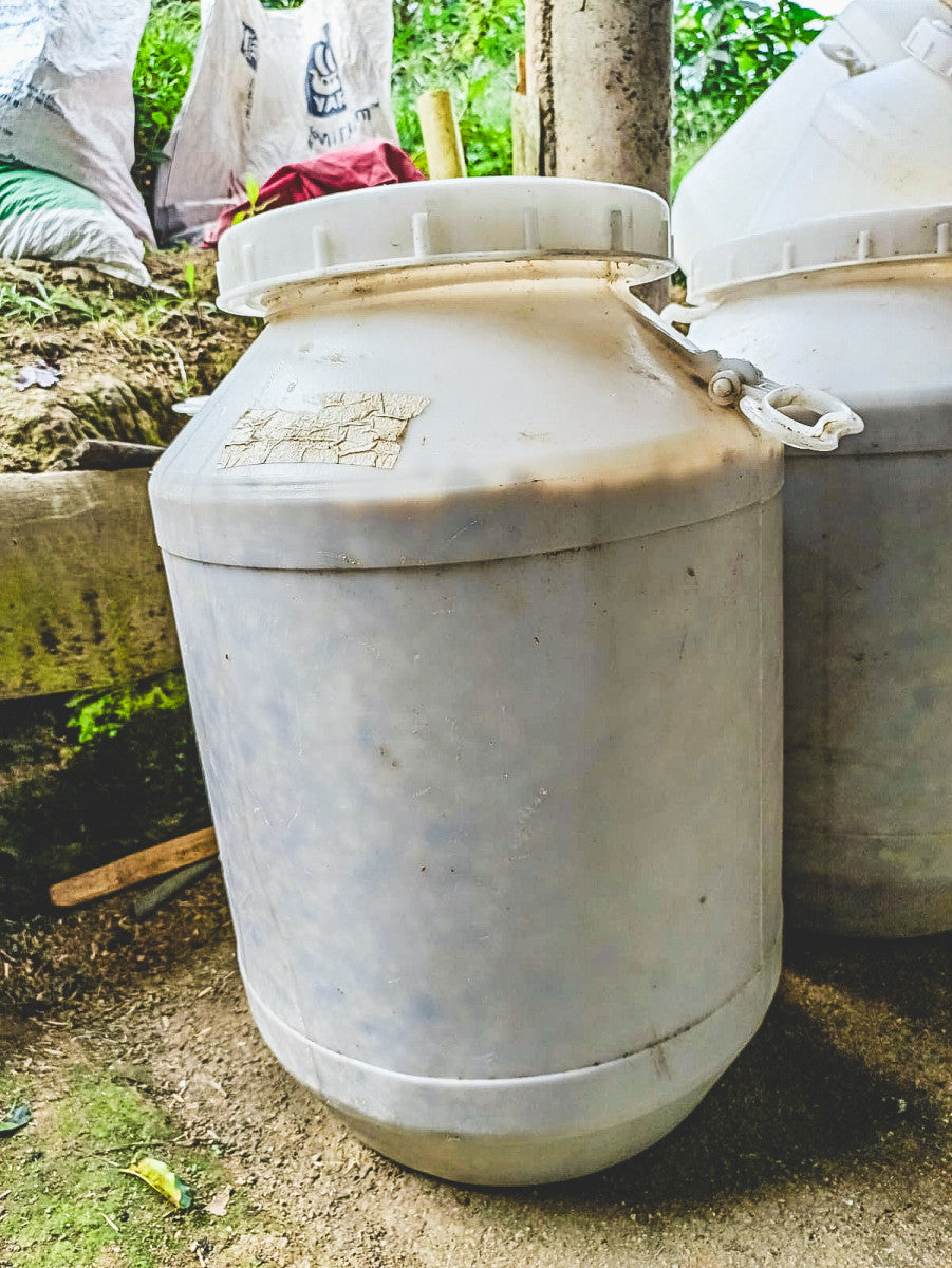 Bright Yellow, From Los Patios, in La Plata – Huila. Peach fermented beans.