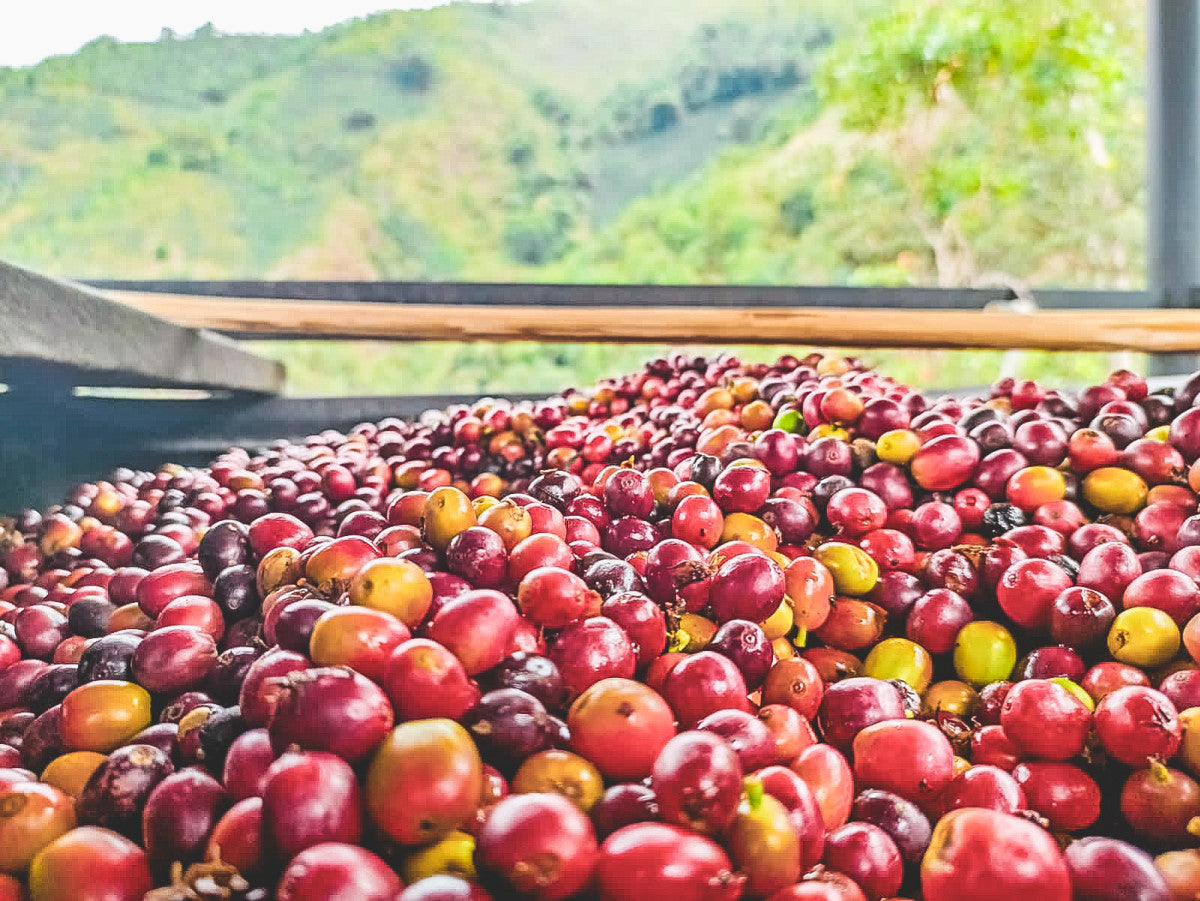 Lemon Coco, From Los Patios, in La Plata – Huila, Colombia. Espresso Roast. 1000g.