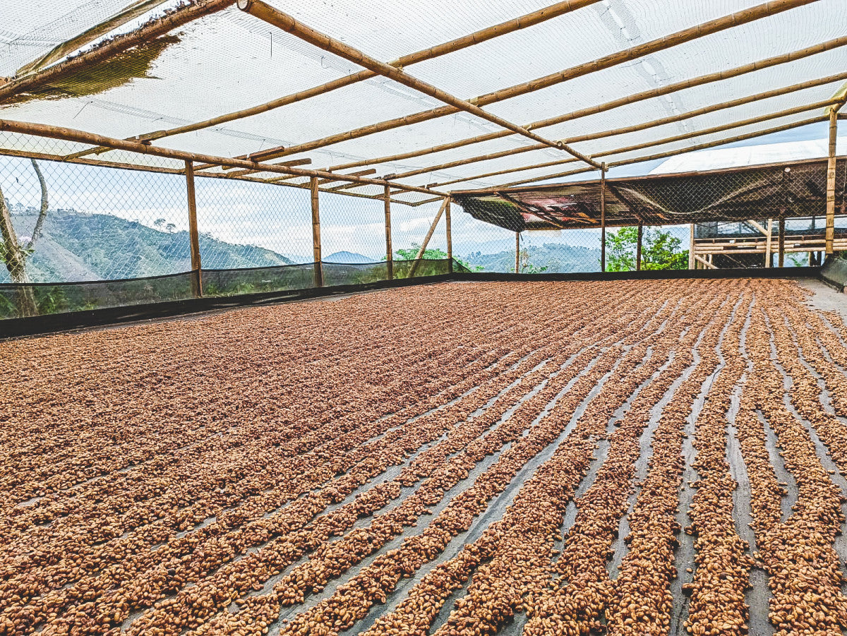 Scarlet, Los Patios in La Plata – Huila, Red Fruits fermentation. 250G. V60/Filter.