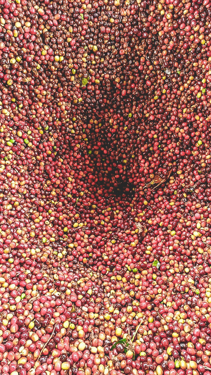 Scarlet, Los Patios in La Plata – Huila, Red Fruits fermentation. 1000G. Espresso Roast.