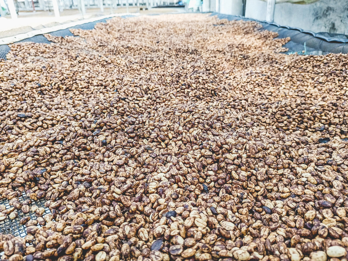 Scarlet, Los Patios in La Plata – Huila, Red Fruits fermentation. 1000G. Espresso Roast.