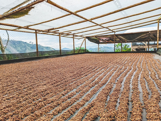 Scarlet, Los Patios in La Plata – Huila, Red Fruits fermentation. 1000G. Espresso Roast.